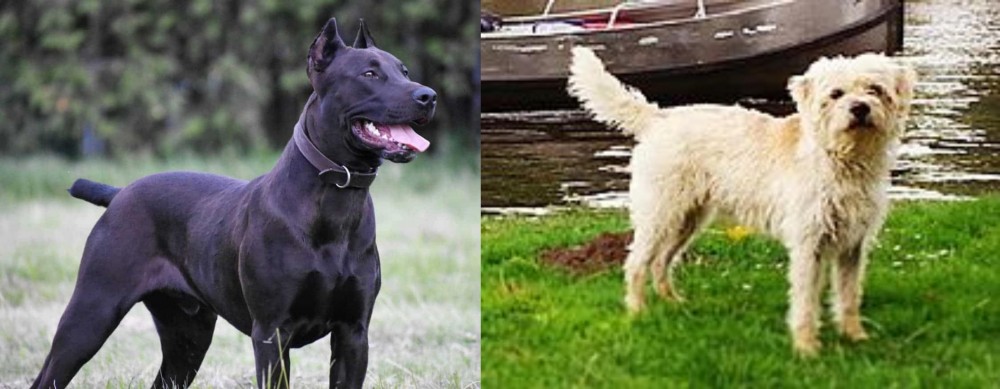 Dutch Smoushond vs Canis Panther - Breed Comparison