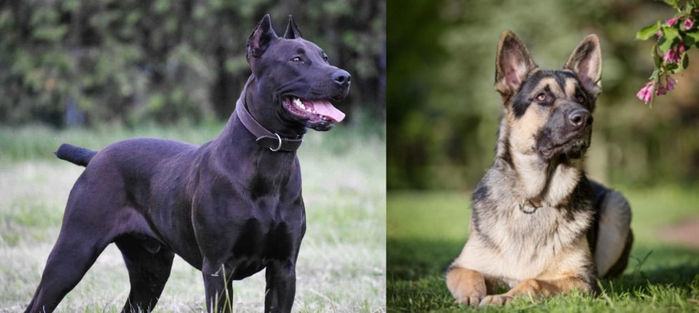 East European Shepherd vs Canis Panther - Breed Comparison