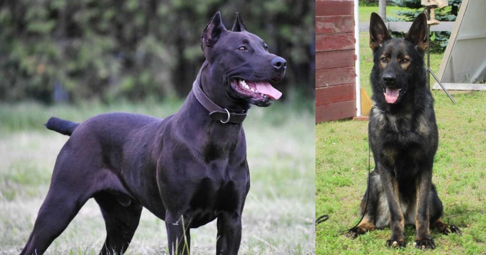 East German Shepherd vs Canis Panther - Breed Comparison