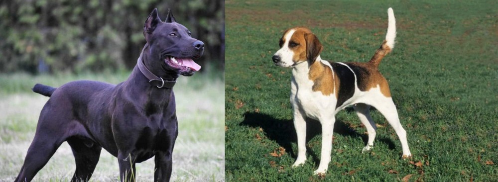English Foxhound vs Canis Panther - Breed Comparison