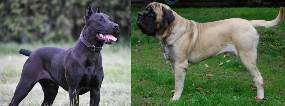 English Mastiff vs Canis Panther - Breed Comparison