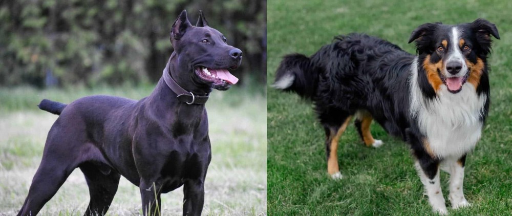 English Shepherd vs Canis Panther - Breed Comparison