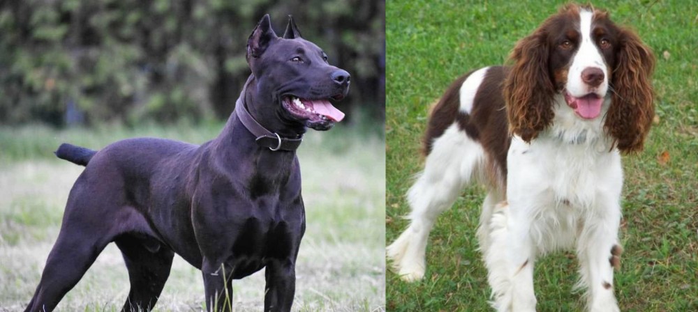 English Springer Spaniel vs Canis Panther - Breed Comparison
