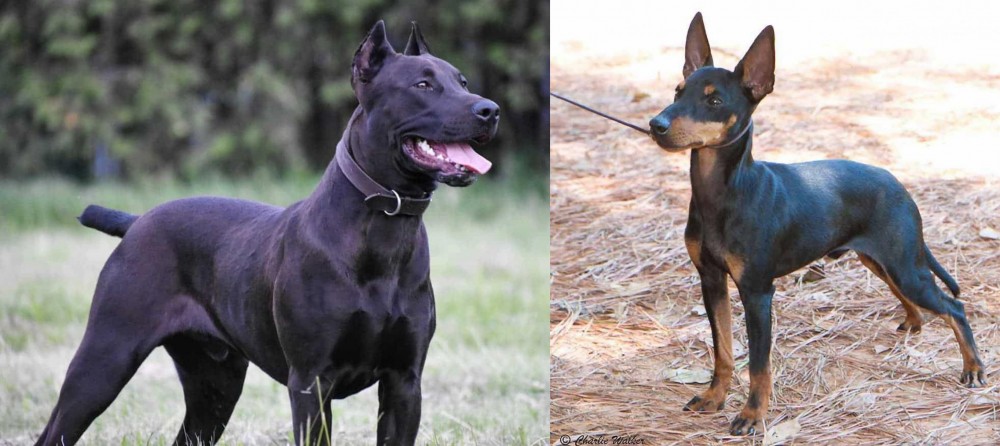 English Toy Terrier (Black & Tan) vs Canis Panther - Breed Comparison