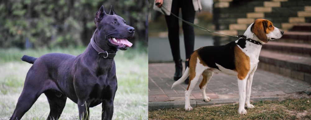 Estonian Hound vs Canis Panther - Breed Comparison
