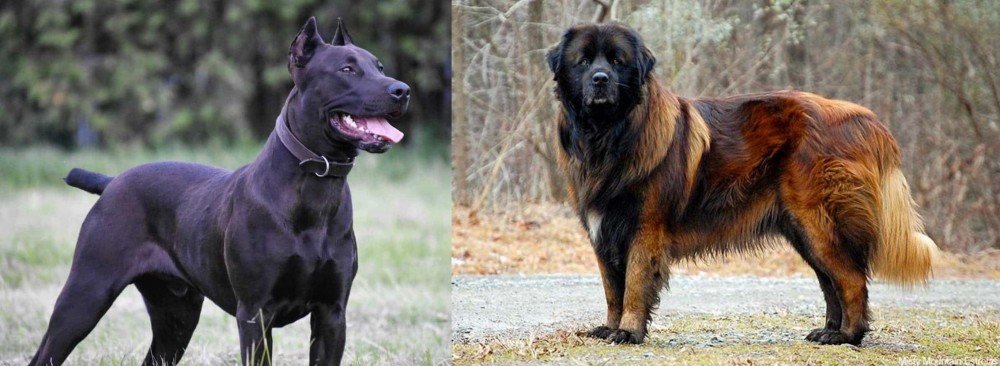 Estrela Mountain Dog vs Canis Panther - Breed Comparison