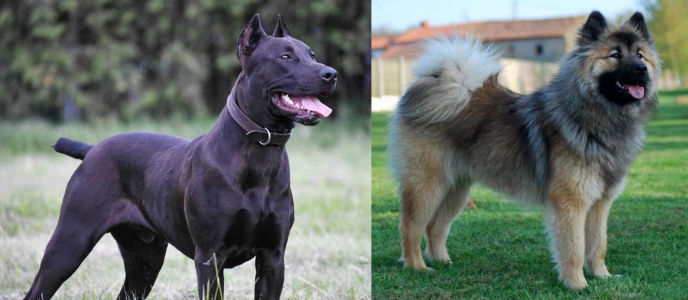 Eurasier vs Canis Panther - Breed Comparison