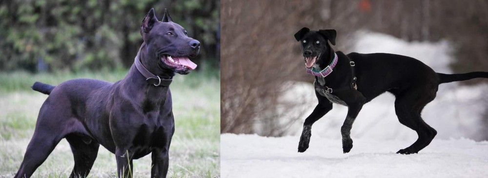 Eurohound vs Canis Panther - Breed Comparison