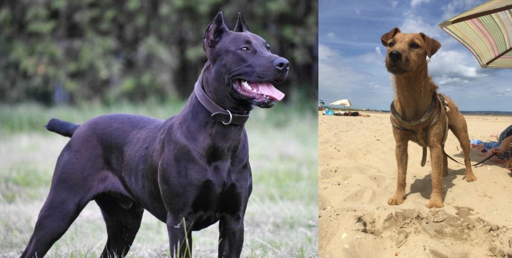 Fell Terrier vs Canis Panther - Breed Comparison