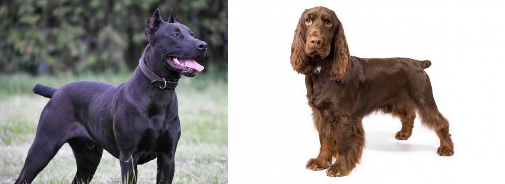 Field Spaniel vs Canis Panther - Breed Comparison