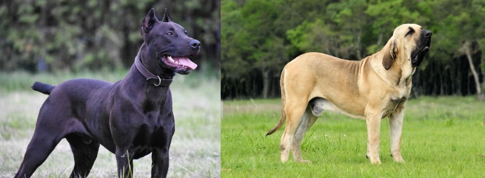 Fila Brasileiro vs Canis Panther - Breed Comparison