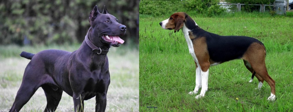 Finnish Hound vs Canis Panther - Breed Comparison