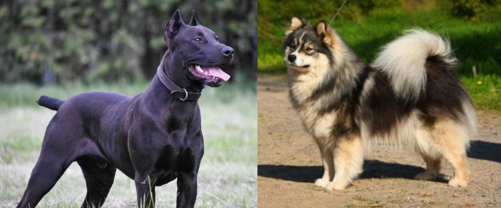 Finnish Lapphund vs Canis Panther - Breed Comparison