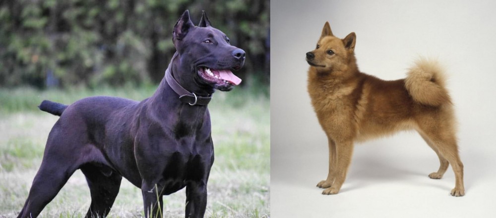 Finnish Spitz vs Canis Panther - Breed Comparison