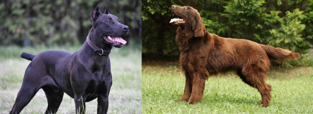 Flat-Coated Retriever vs Canis Panther - Breed Comparison