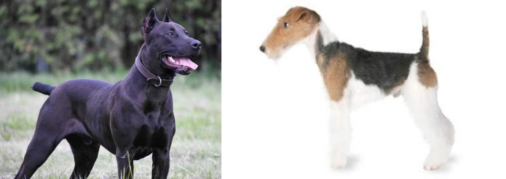 Fox Terrier vs Canis Panther - Breed Comparison