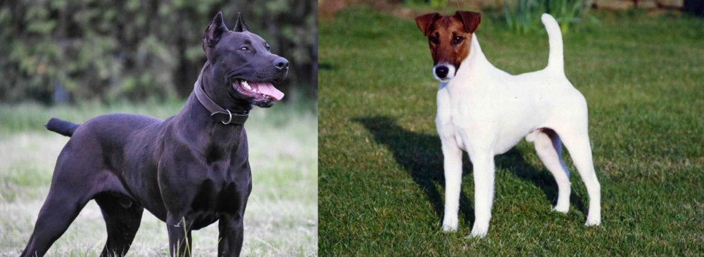Fox Terrier (Smooth) vs Canis Panther - Breed Comparison