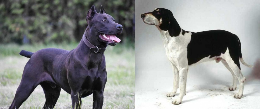 Francais Blanc et Noir vs Canis Panther - Breed Comparison