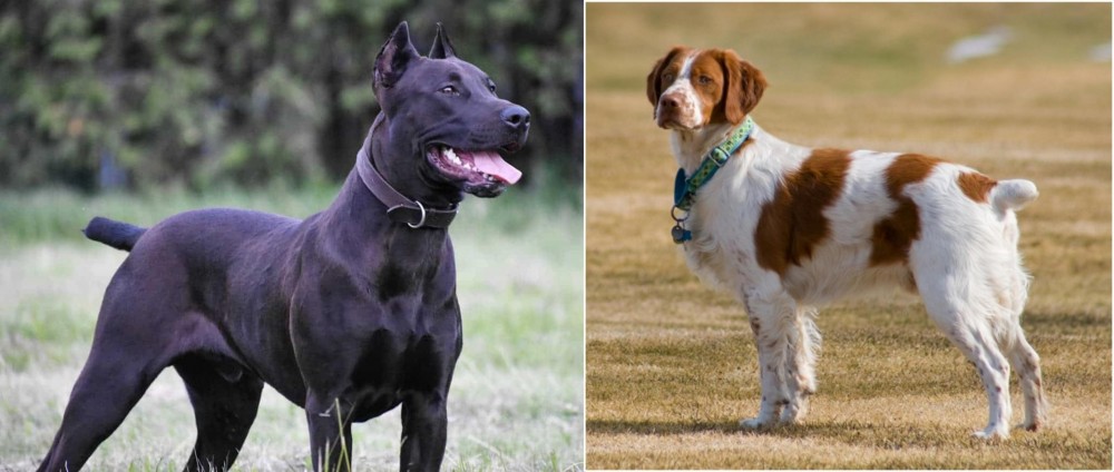 French Brittany vs Canis Panther - Breed Comparison