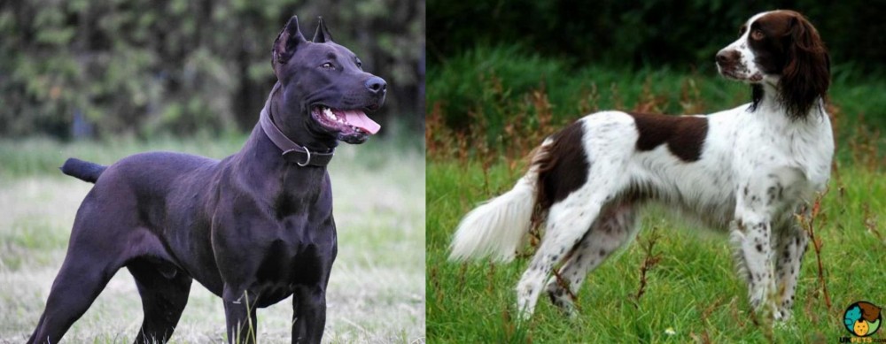 French Spaniel vs Canis Panther - Breed Comparison