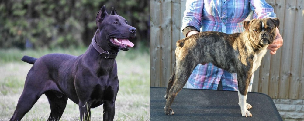 Fruggle vs Canis Panther - Breed Comparison