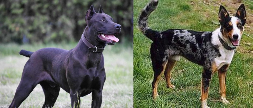 German Coolie vs Canis Panther - Breed Comparison