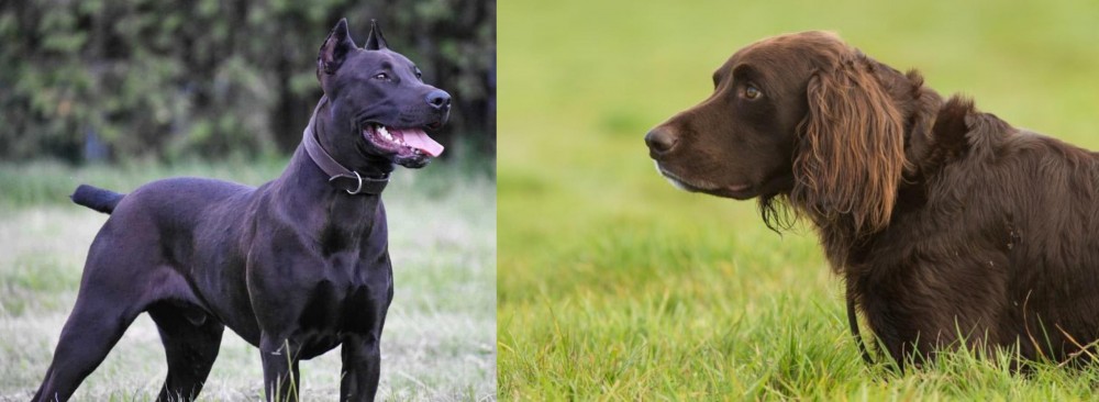 German Longhaired Pointer vs Canis Panther - Breed Comparison