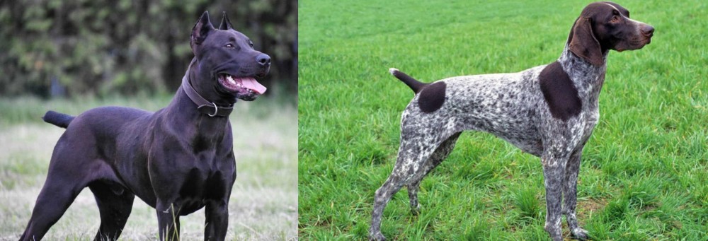 German Shorthaired Pointer vs Canis Panther - Breed Comparison