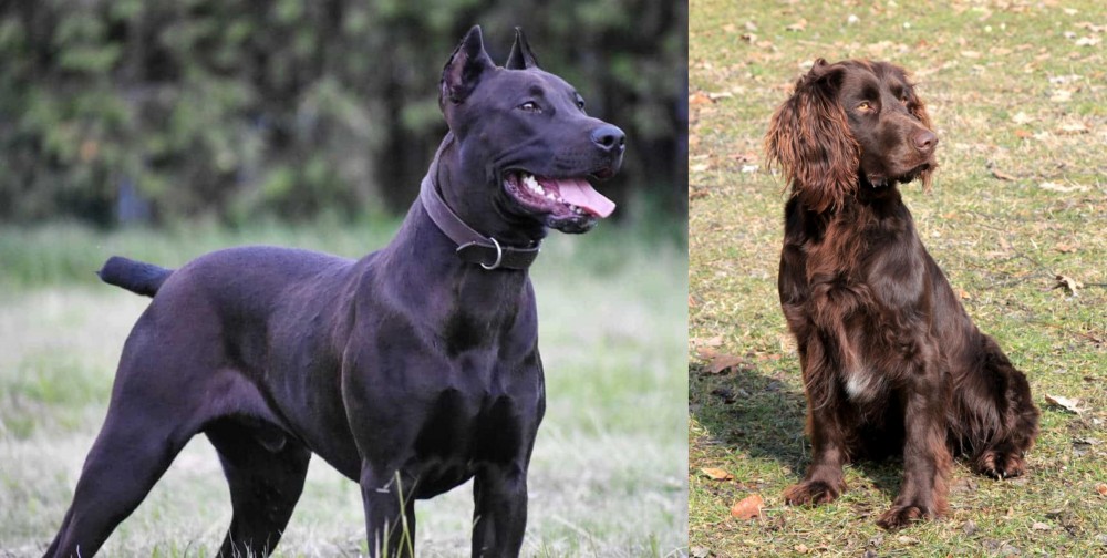German Spaniel vs Canis Panther - Breed Comparison
