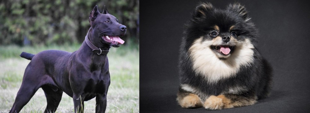 German Spitz (Klein) vs Canis Panther - Breed Comparison