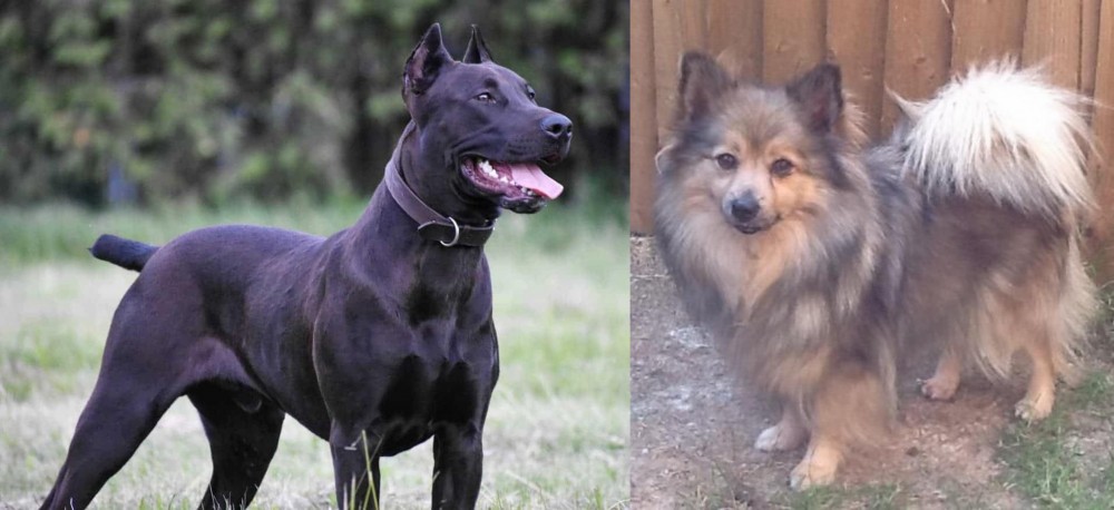 German Spitz (Mittel) vs Canis Panther - Breed Comparison