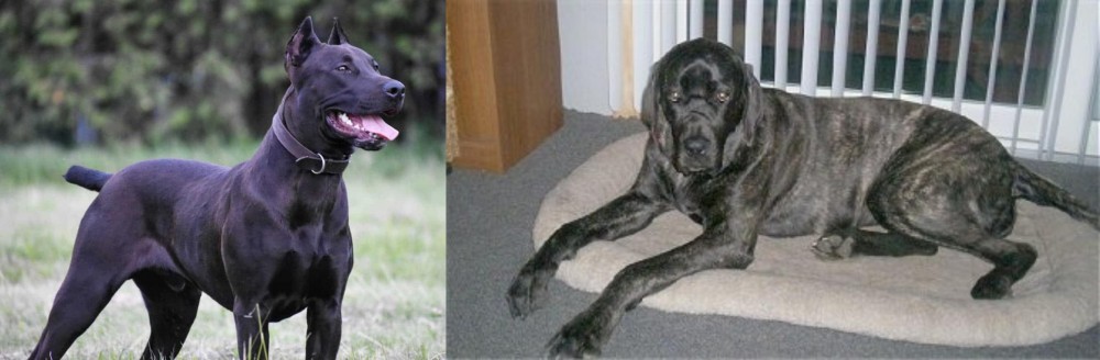 Giant Maso Mastiff vs Canis Panther - Breed Comparison