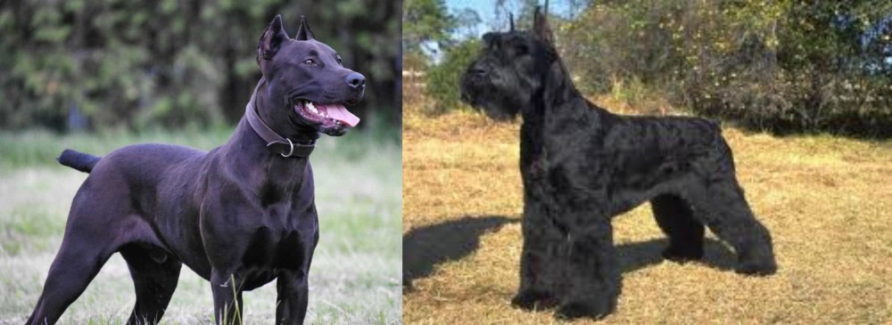 Giant Schnauzer vs Canis Panther - Breed Comparison