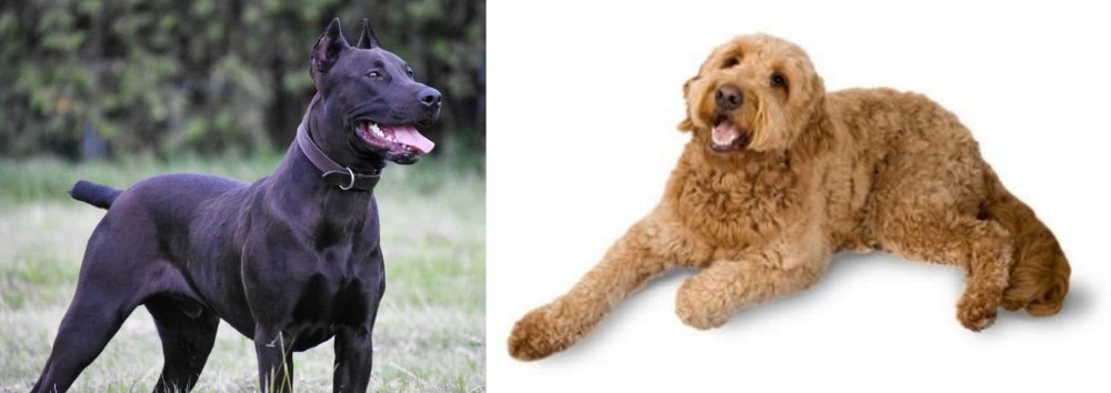 Golden Doodle vs Canis Panther - Breed Comparison
