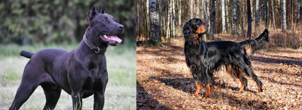 Gordon Setter vs Canis Panther - Breed Comparison