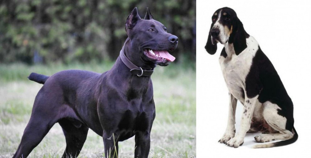 Grand Anglo-Francais Blanc et Noir vs Canis Panther - Breed Comparison