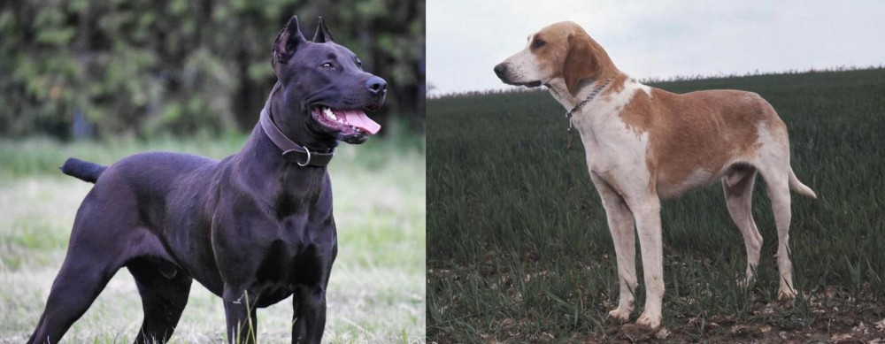 Grand Anglo-Francais Blanc et Orange vs Canis Panther - Breed Comparison