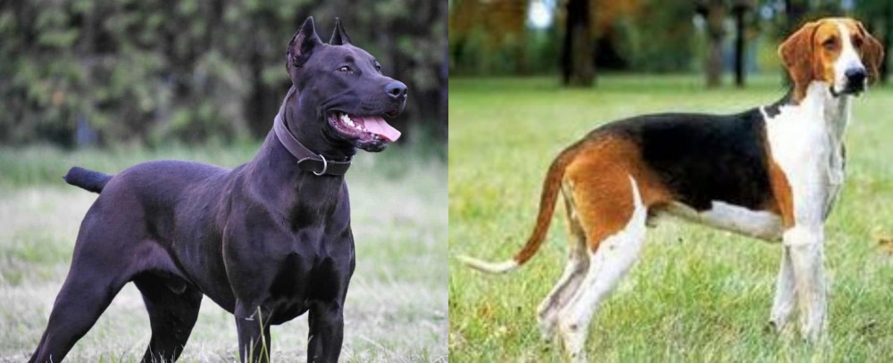 Grand Anglo-Francais Tricolore vs Canis Panther - Breed Comparison