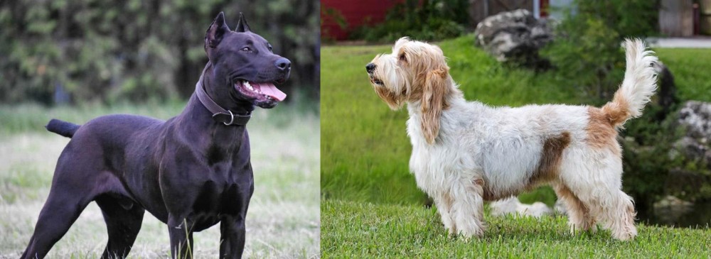 Grand Griffon Vendeen vs Canis Panther - Breed Comparison