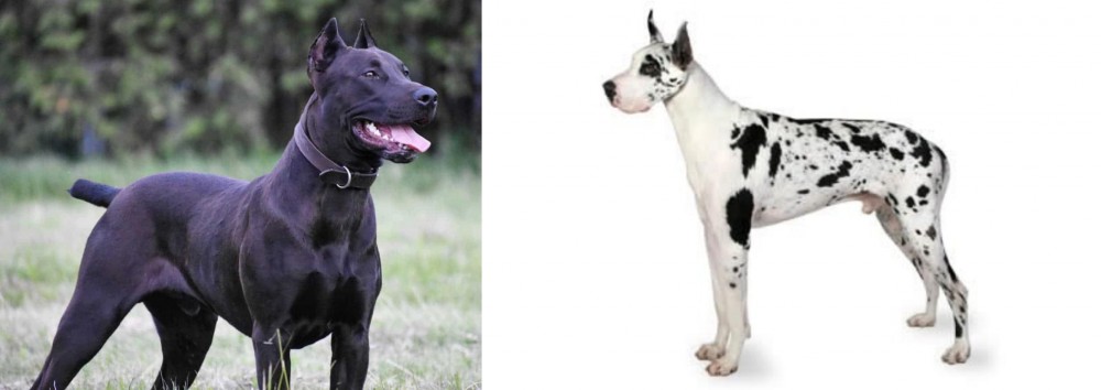 Great Dane vs Canis Panther - Breed Comparison