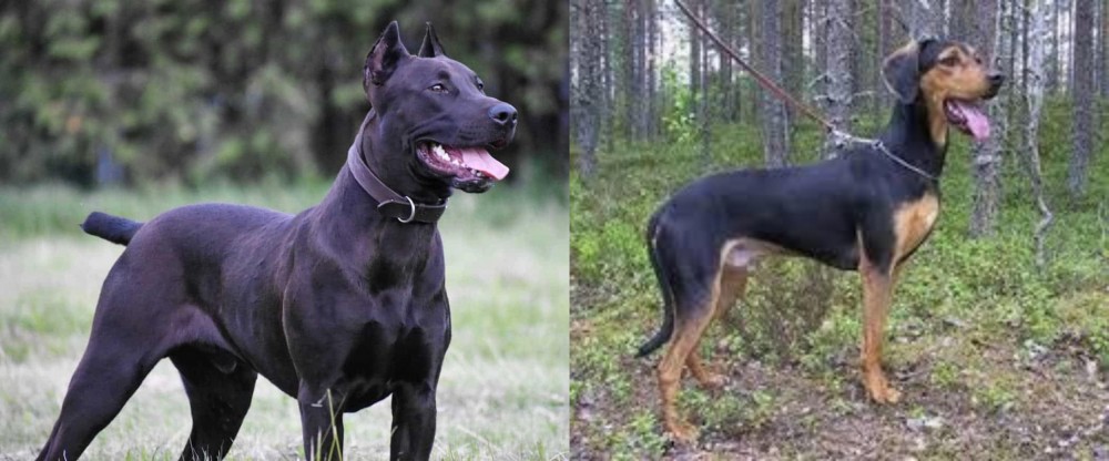 Greek Harehound vs Canis Panther - Breed Comparison