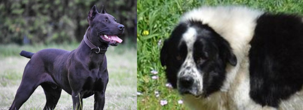 Greek Sheepdog vs Canis Panther - Breed Comparison