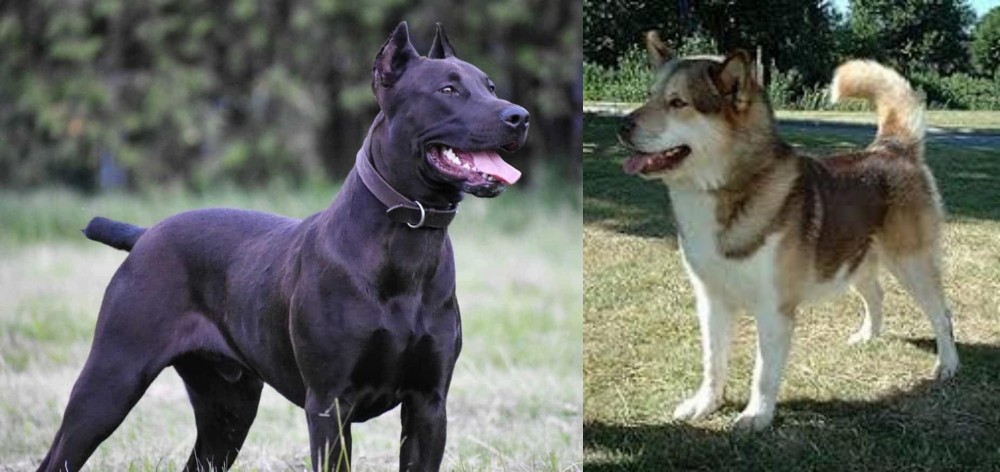 Greenland Dog vs Canis Panther - Breed Comparison