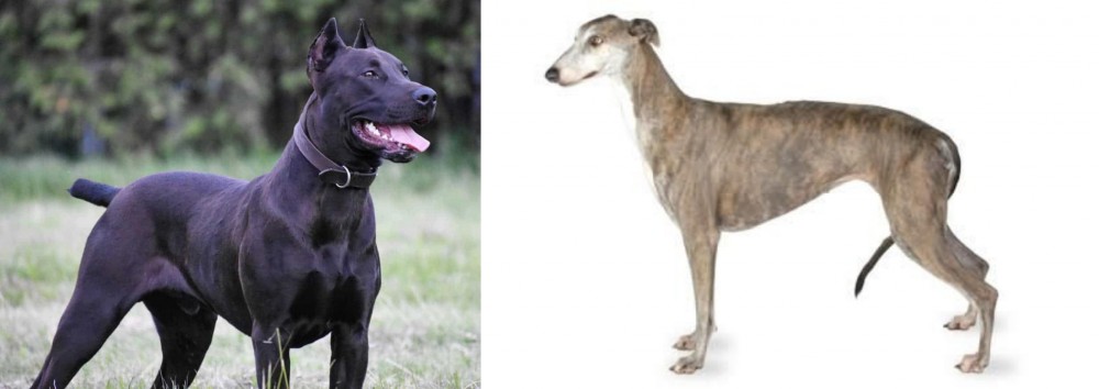 Greyhound vs Canis Panther - Breed Comparison