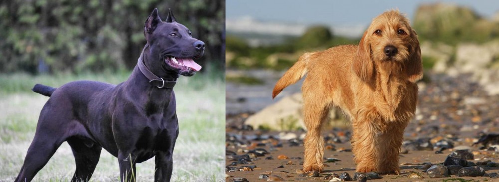 Griffon Fauve de Bretagne vs Canis Panther - Breed Comparison