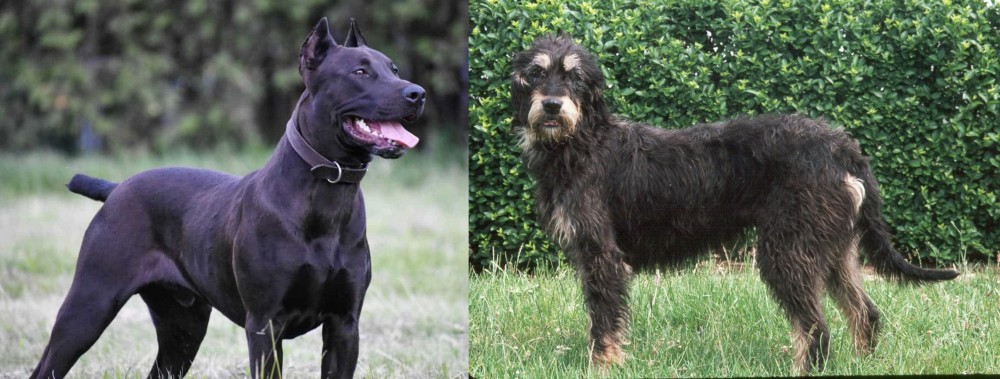 Griffon Nivernais vs Canis Panther - Breed Comparison