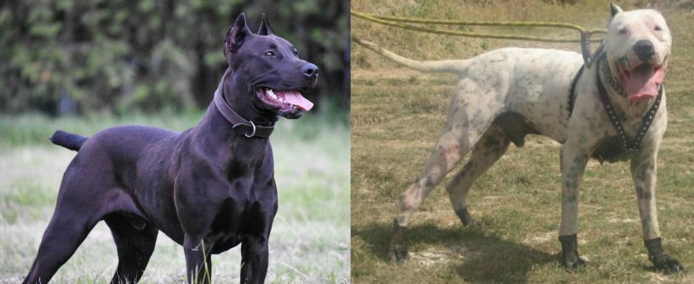 Gull Dong vs Canis Panther - Breed Comparison
