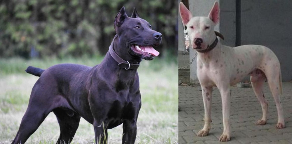 Gull Terr vs Canis Panther - Breed Comparison
