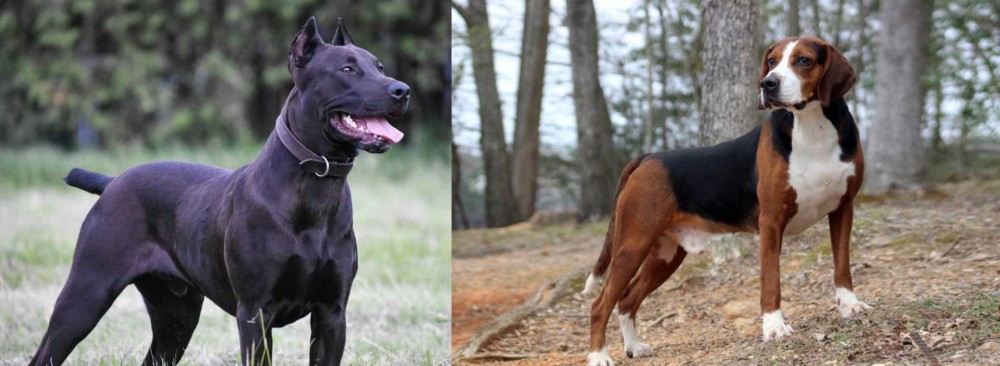 Hamiltonstovare vs Canis Panther - Breed Comparison