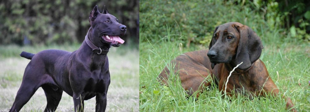 Hanover Hound vs Canis Panther - Breed Comparison